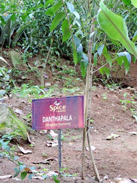 Wrightia Tinctoria Plantation In Spice Garden In Munnar Kerala India Editorial Image Image