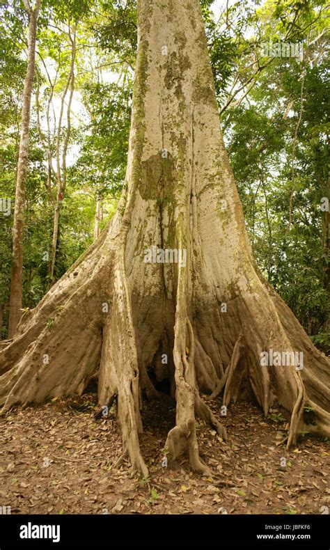 Amazon jungle tree Stock Photo - Alamy