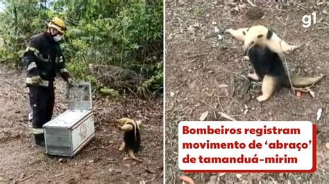 Vídeo Bombeiros registram movimento de abraço de tamanduá mirim em