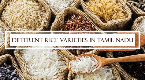 Different Rice varieties in Tamil Nadu – Singarajan