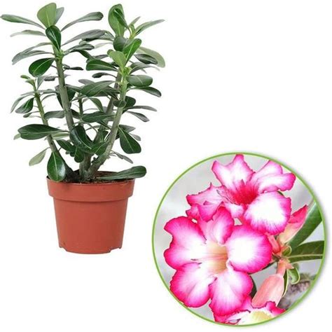 Adenium Obesum Rose Du D Sert Plante D Int Rieur Fleurie Hauteur