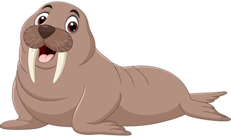 Walrus Illustrations Royalty Free Vector Graphics And Clip Art Istock