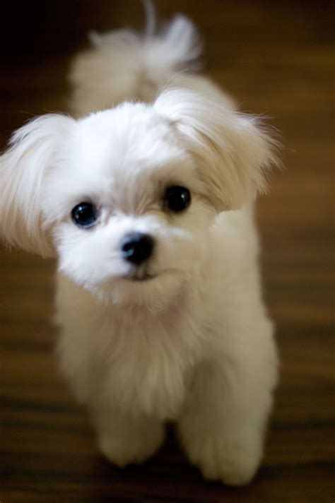 10 Maltese Haircuts ideas | maltese haircut, maltese dogs, maltese puppy