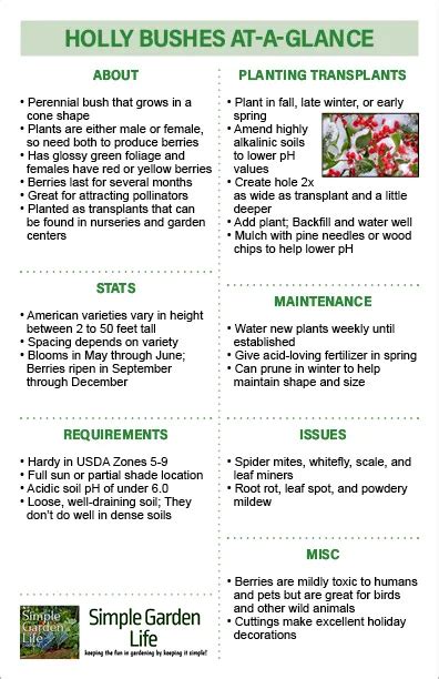 how to care for holly bushes