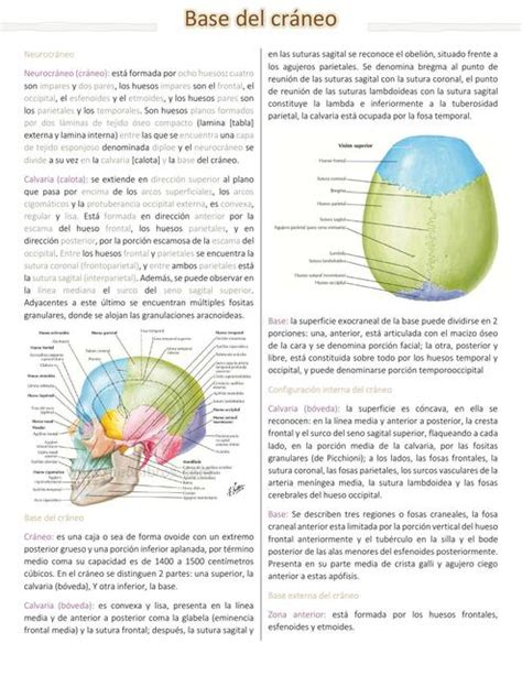 Base del cráneo Vianey Adriana uDocz