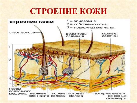 Покровная система кожа Значение кожи и ее строение презентация онлайн