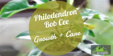 Philodendron Bob Cee Growth And Care Guide Gfl Outdoors