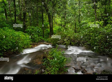 A Western Ghats Forest Stream In The Coorg District Of Karnataka India