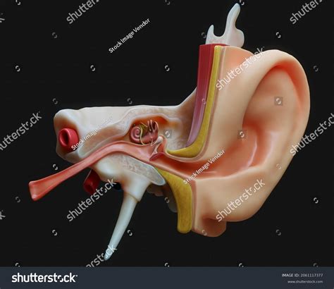 Anatomy Human Ear Physiology Diagram Human Stock Illustration ...