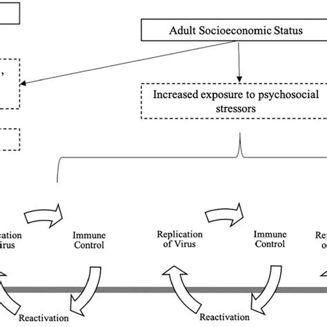 A Conceptual Framework Describing How Socioeconomic Status May Be