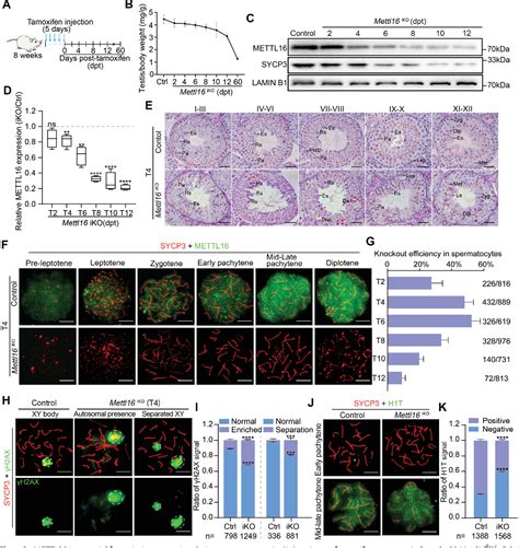 Figure 1 From METTL16 Is Required For Meiotic Sex Chromosome Inactivation And DSB Formation And