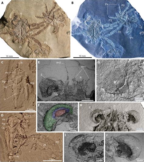 Stratigraphy Sedimentology And Palaeontology Paleontology Is Sexy A