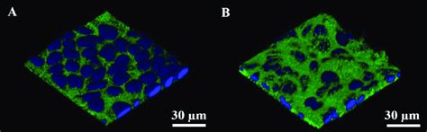 Three Dimensional Confocal Reconstruction And Orthogonal Views Of Cell