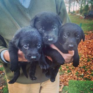 1 år gammal Blandras Schäfer oxh labrador säljs av Hanna från