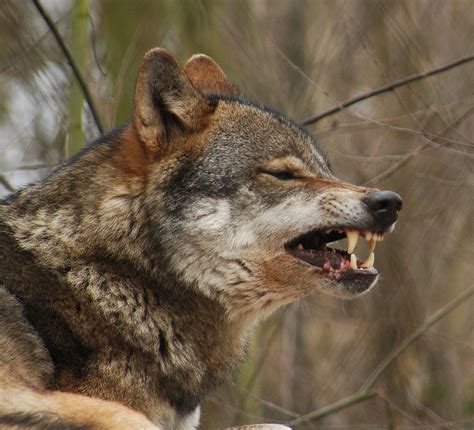 Wolf Yawns Shows Impressive Canine Teeth Animal Photos