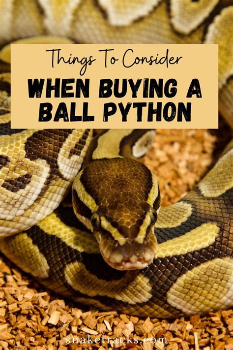 How To Care For Ball Pythons Ball Python Ball Python Pet Ball