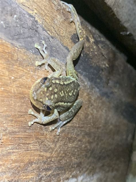 Red Snouted Tree Frog From Shushufindi Ec Su Ec On July At