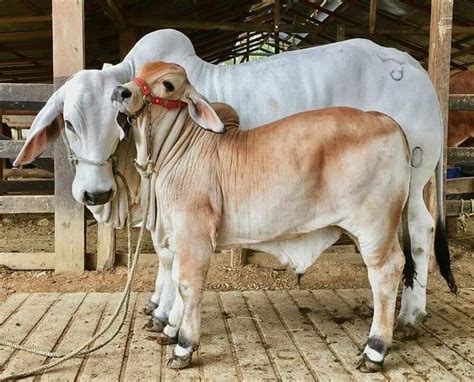 Two Cows Standing Next To Each Other In A Barn