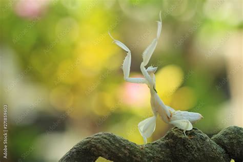 Orchid Mantis Hymenopus Coronatus Beautiful Insects From Indonesia