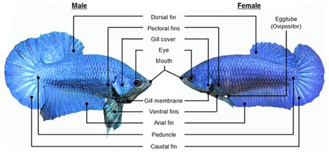 Male And Female Betta Hut