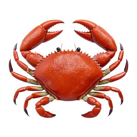 erek erek 2d bergambar kepiting