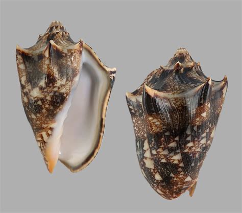 Cymbiola vespertilio peterstimpsoni - Superb dark with wide spines ...