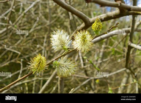 Pussy Willow Catkins Of The Goat Willow Or Goat Sallow Salix Caprea Tree In Spring England