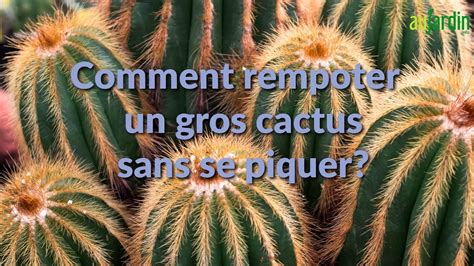 Comment Rempoter Un Gros Cactus Sans Se Piquer Youtube