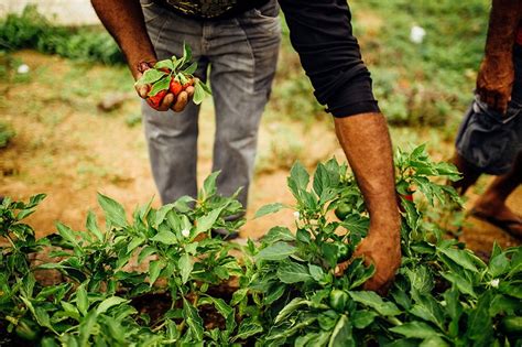 Processo De Cultivo Sem O Uso De Agrotóxicos - Agricultura familiar do semiárido luta contra o uso de agrotóxicos por ...