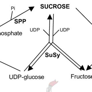 4. Enzymes directly involved in sucrose metabolism. | Download ...