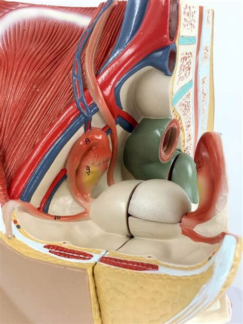 Human Female Pelvis Section Dissectable PVC Dissectable In 3 Parts