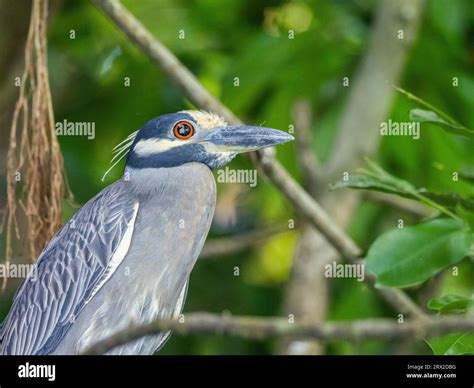 An Adult Yellow Crowned Night Heron Nyctanassa Violacea Along The