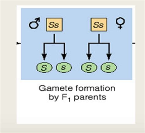 Genetics Class 2 Cancers Flashcards Quizlet