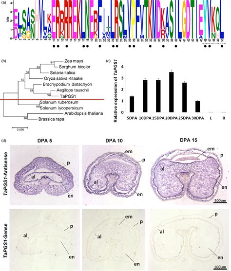 Figure 1 From The PGS1 Basic Helixloophelix Protein Regulates Fl3 To