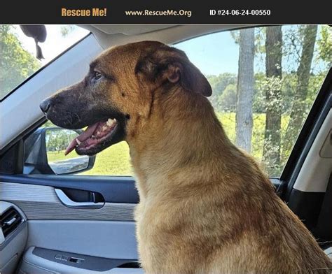 Adopt Belgian Malinois Rescue Houston Tx