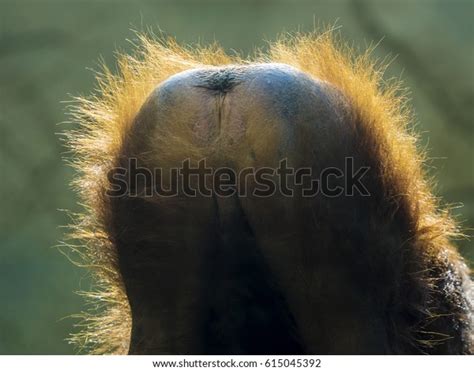 Monkey Ass Images Stock Photos And Vectors Shutterstock