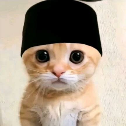 pp kucing ramadhan  pakai peci berhijab lucu