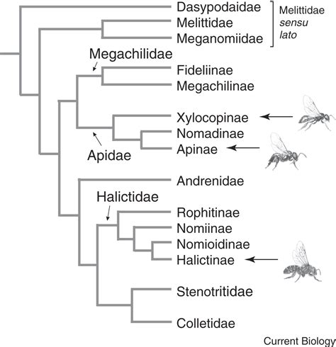 Bees Current Biology