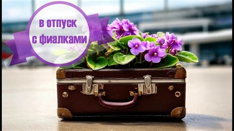 Отпуск с коллекцией сенполий. Как отдохнуть и не остаться у разбитого ...