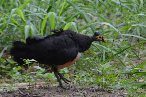 Fakta Maleo Burung Endemik Sulawesi Yang Terancam Punah