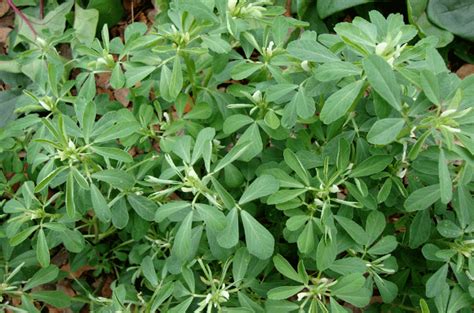 Пажитник - полезные свойства и применение