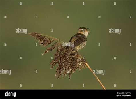 Sedge Warbler Acrocephalus Schoenobaenus Adult Male Singing Marshside