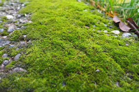 Bryophytes Mosses