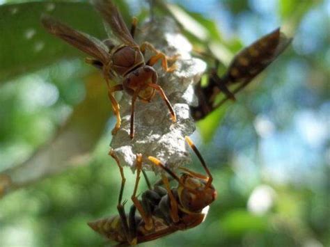 Ataques De Abelhas E Vespas Saiba Por Que Aumentam Em Poca De Seca