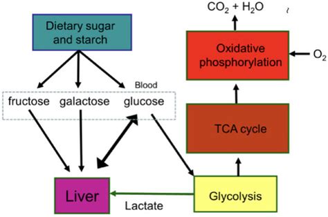 Carbohydrate Metabolism And Control Of Blood Glucose Flashcards Quizlet