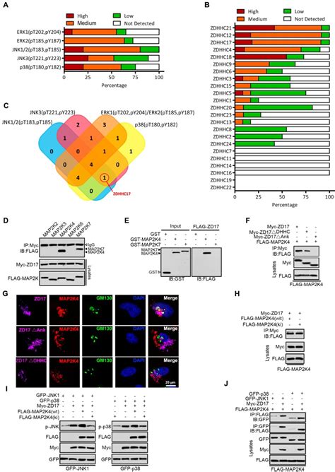 Activation Of Jnk And P38 Mapk Mediated By Zdhhc17 Drives Glioblastoma