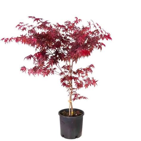 Online Orchards 2 Gal Red Emperor Japanese Maple Tree With Dark Red Foliage Turning To Bright