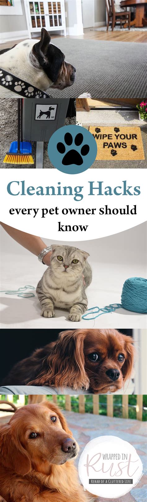 Cleaning Hacks Every Pet Owner Should Know Wrapped In Rust