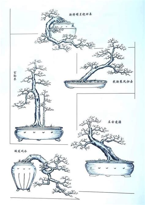 Ghim của NO 8 Hank trên A plus Cây kiểng bonsai Cắt tỉa cây cảnh Cây