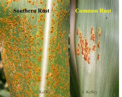 Common Corn Diseases